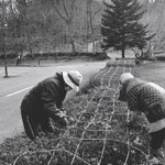 ツイートに含まれる画像