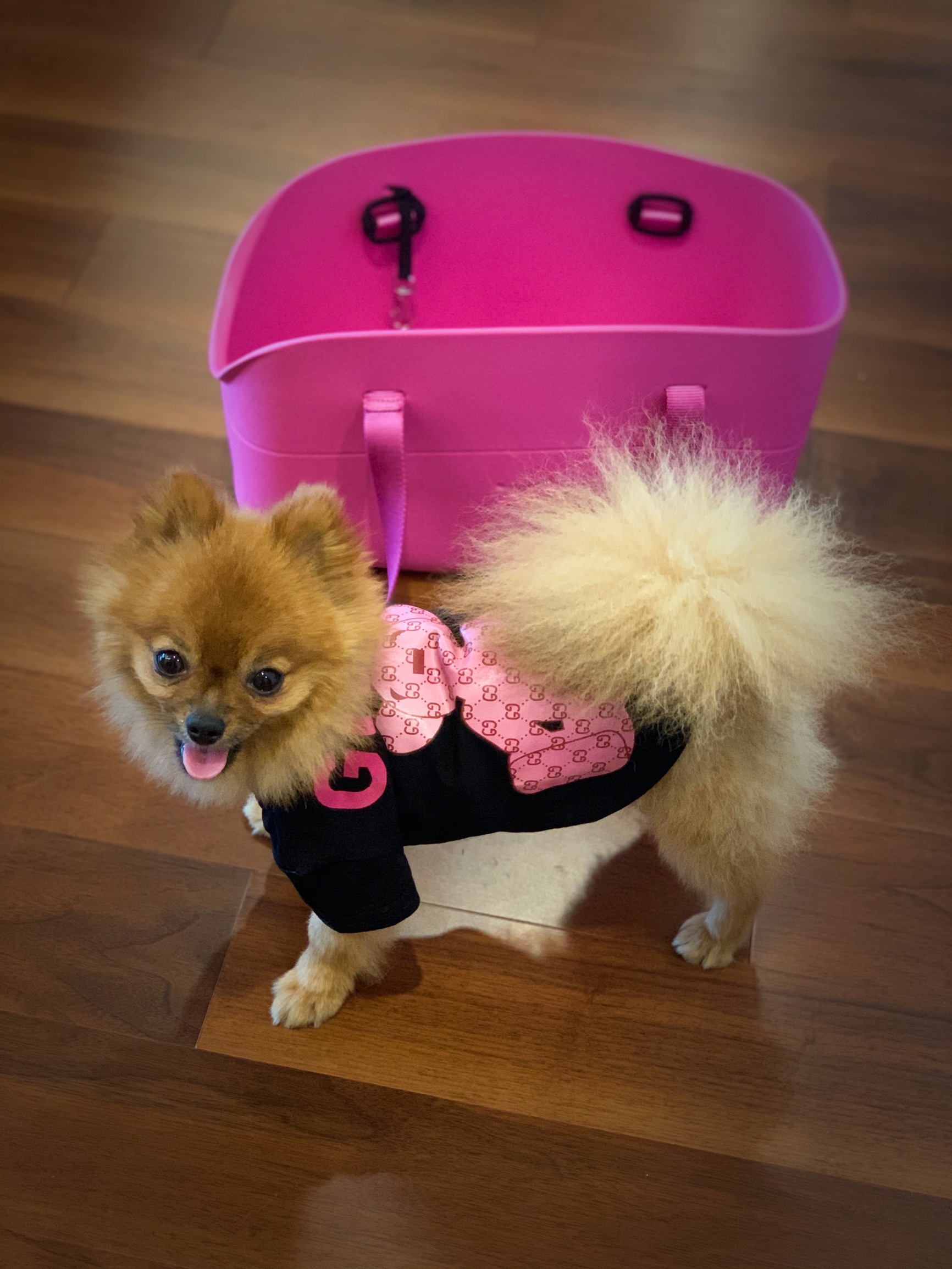 Dog Designer Shop / Twitter