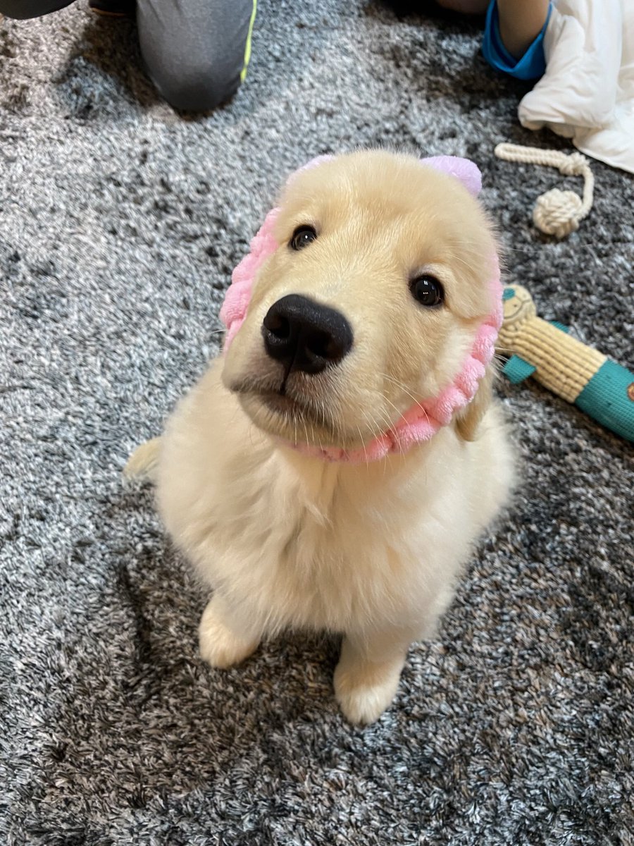 耳がよごれるからってママがいつもこれつけるんだー。
しかも りりちゃんのお顔みて
「あははっ」て わらってくるし。

ごはん食べられるなら なんでもいいか

#ゴールデンレトリバー #ゴールデンレトリバーリリー #goldenretreiver