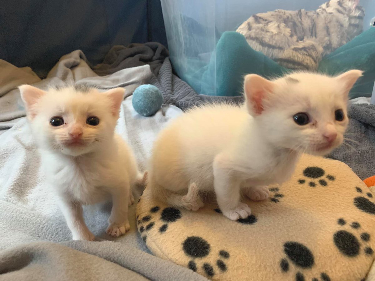 SPCA of Wake County tweet media