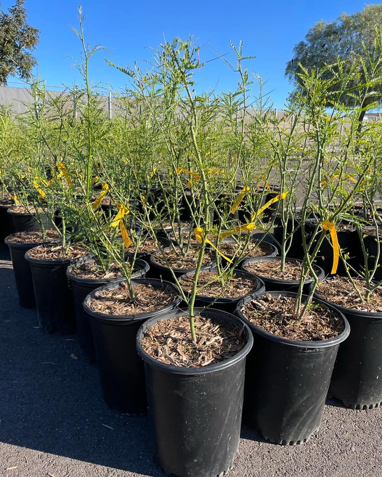 TreesMatterAZ's tweet photo. That’s a wrap!! 👏 Our last SRP Shade Tree Distribution of 2021 was a success! We gave out 1,000 trees on Saturday!! Thanks to our team of volunteers, TM & SRP staff, and interns for making it happen!
#treesmatteraz #srpshadetreeprogram #srpshadetrees #weloveourcommunity https://t.co/npMAS2imlS