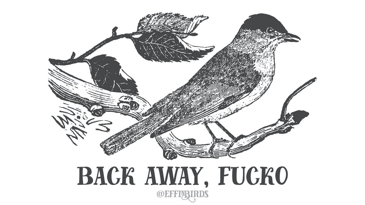 Effin' Birds tweet media
