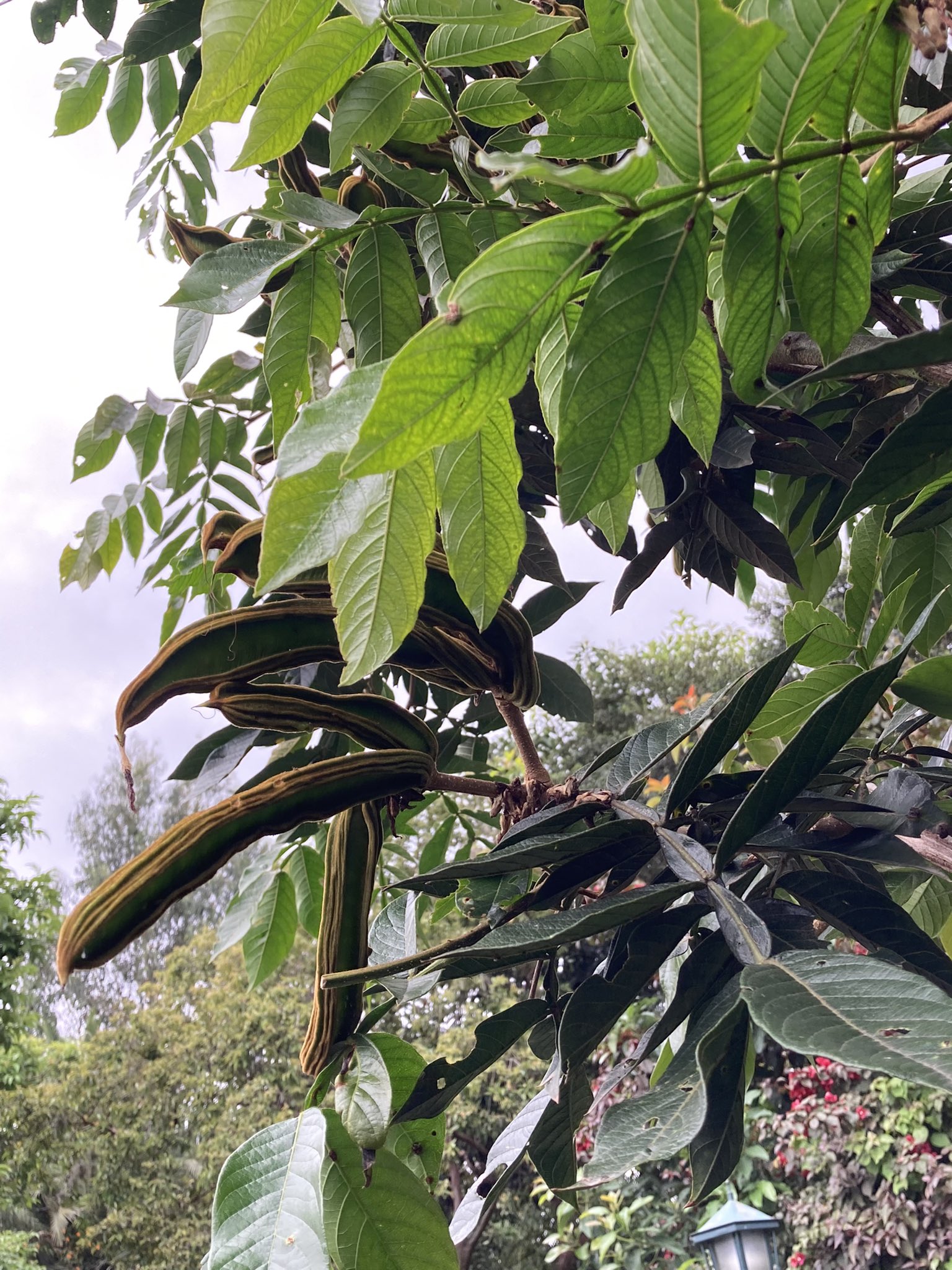 BIOWEB on Twitter "La especie del día. El árbol de guaba crece hasta