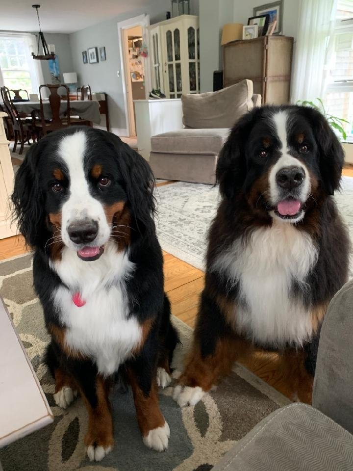 drdotchin's tweet photo. @MountainBernese You have our full attention https://t.co/5W8B7jvp8S