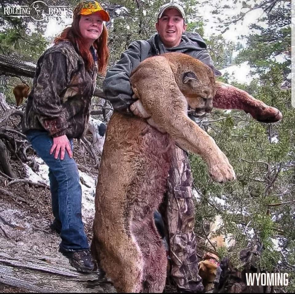 BroNateHamilton's tweet photo. Rolling Bones has an opportunity to chase big cats in Western Wyoming.

One of the best Outfitters in the west and will run well trained hounds. Hunt will be conducted with mules if snow is not present.

Available Dates for this hunt are from January 2022 - April 2022. https://t.co/K5qxC2X0tb