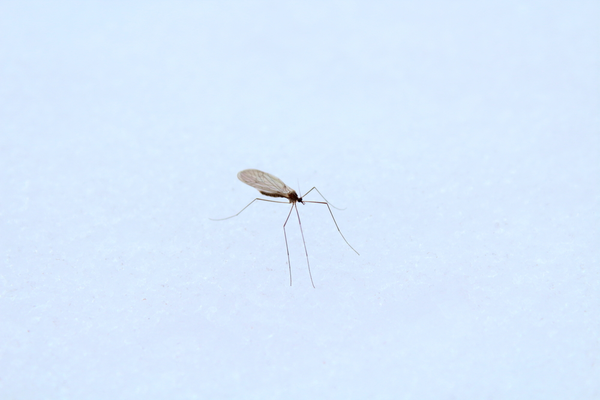 GriffinPest's tweet photo. WHERE DO MOSQUITOES GO IN WINTER?

https://t.co/GckuA5uxTH https://t.co/Wjc0QSOVTS