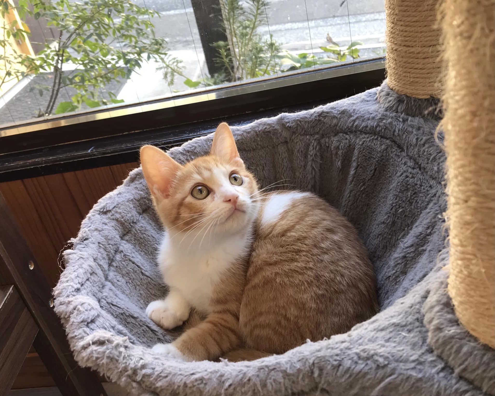 保護猫カフェうたたね Necoutatane Twitter