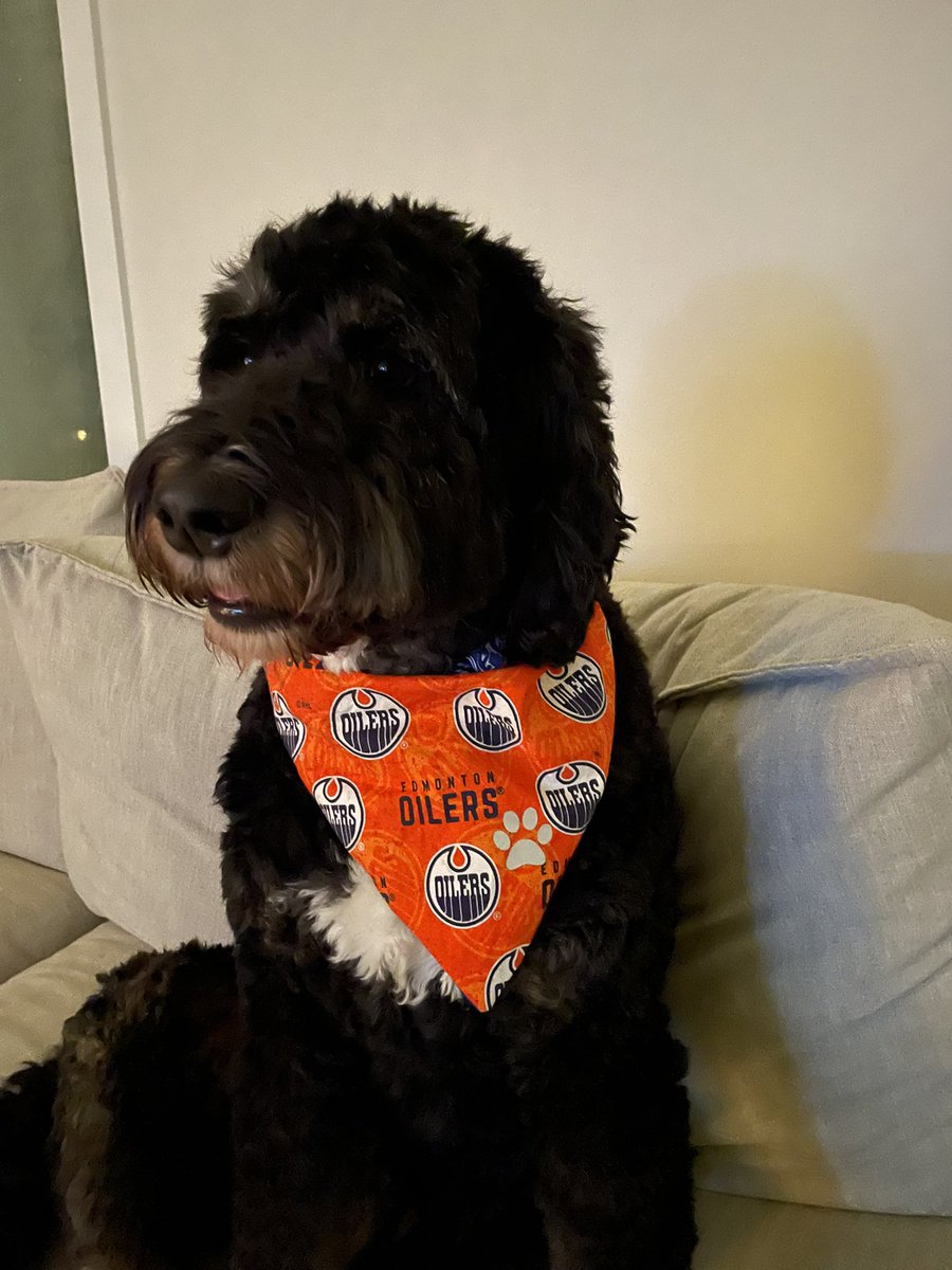 LeslieStempfle's tweet photo. Hanging with my @EdmontonOilers #1 fan! #bernedoodles https://t.co/a8tA7s4mFS