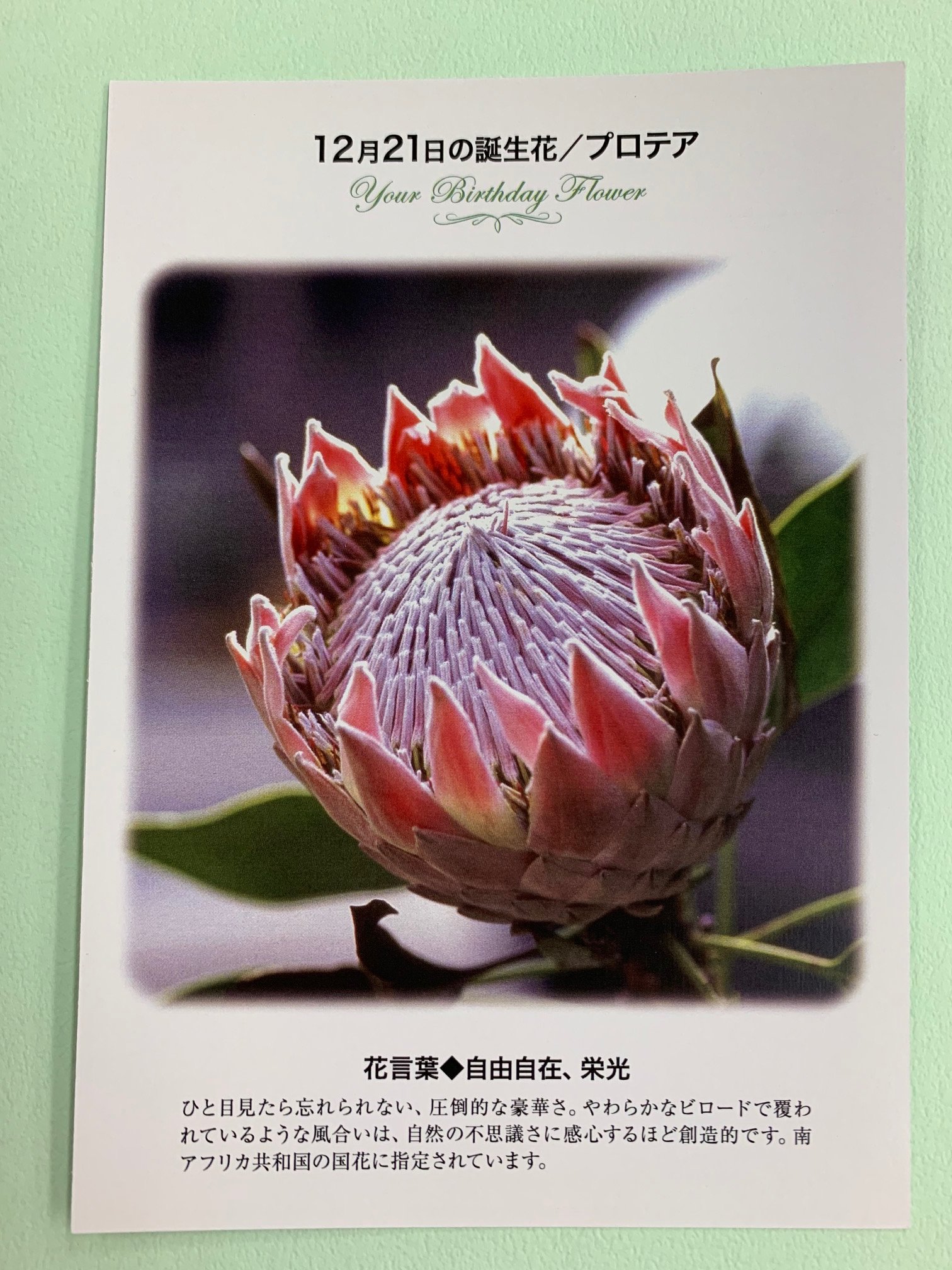 紀伊國屋書店 梅田本店 誕生花ポストカード 12 21の 誕生花 は プロテア ひと目見たら忘れられない 圧倒的な豪華さ やわらかなビロードで覆われているような風合いは 自然の不思議さに感心するほど創造的です 花言葉 は 自由自在 栄光