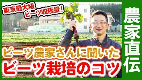 ビーツ栽培 Twitter Search Twitter