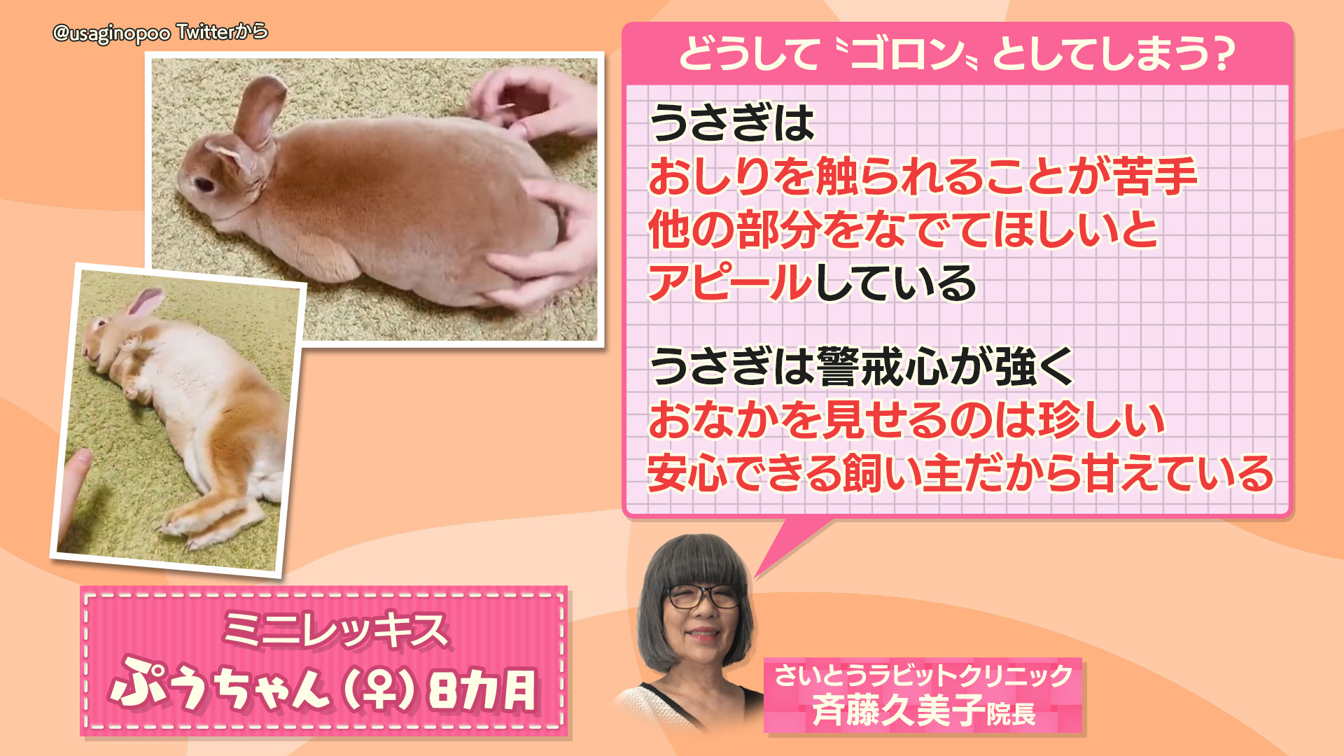羽鳥慎一モーニングショー さらに 斉藤さんによると うさぎは警戒心が強く お腹を見せるのは珍しい 安心できる飼い主だから甘えている ということです 飼い主さんによると ぷっちゃんは 人懐っこく甘えんぼさん だそうですよ T Co