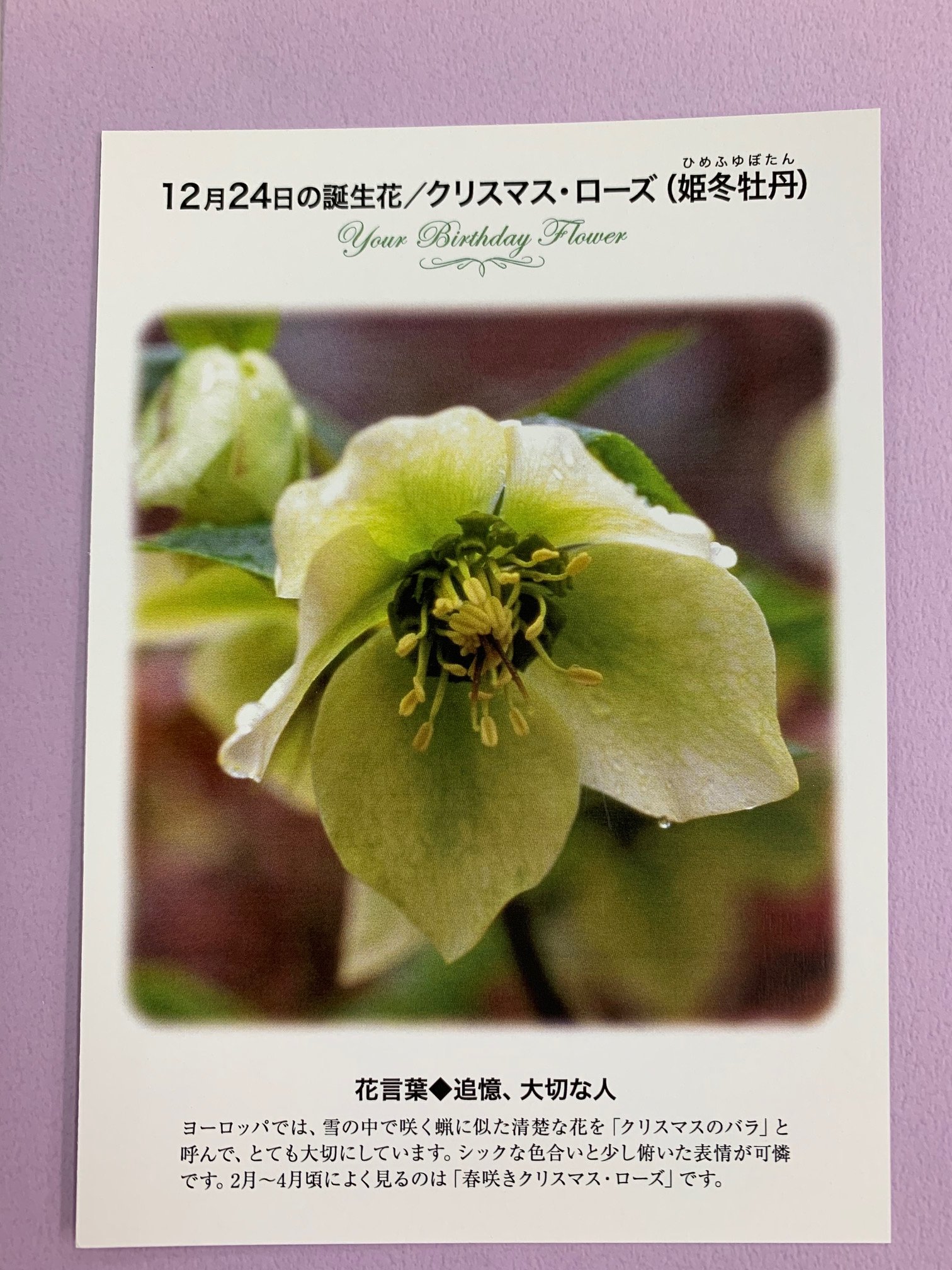 紀伊國屋書店 梅田本店 誕生花ポストカード 12 24の 誕生花 は クリスマス ローズ ヨーロッパでは 雪の中で咲く蝋に似た清楚な花を クリスマスのバラ と呼んで とても大切にしています シックな色合いと少し俯いた表情が可憐です 花言葉