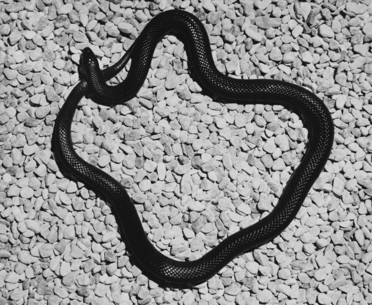 archillect's tweet photo. https://t.co/BhDlN98NWX