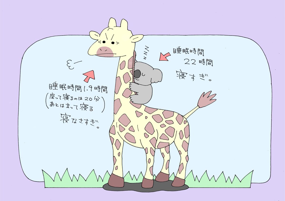 コアラは1日22時間寝る、キリンは1.9時間しか寝ない。いくらでも寝られるのと全然寝なくて平気なの、どちらがうらやましいだろう? 