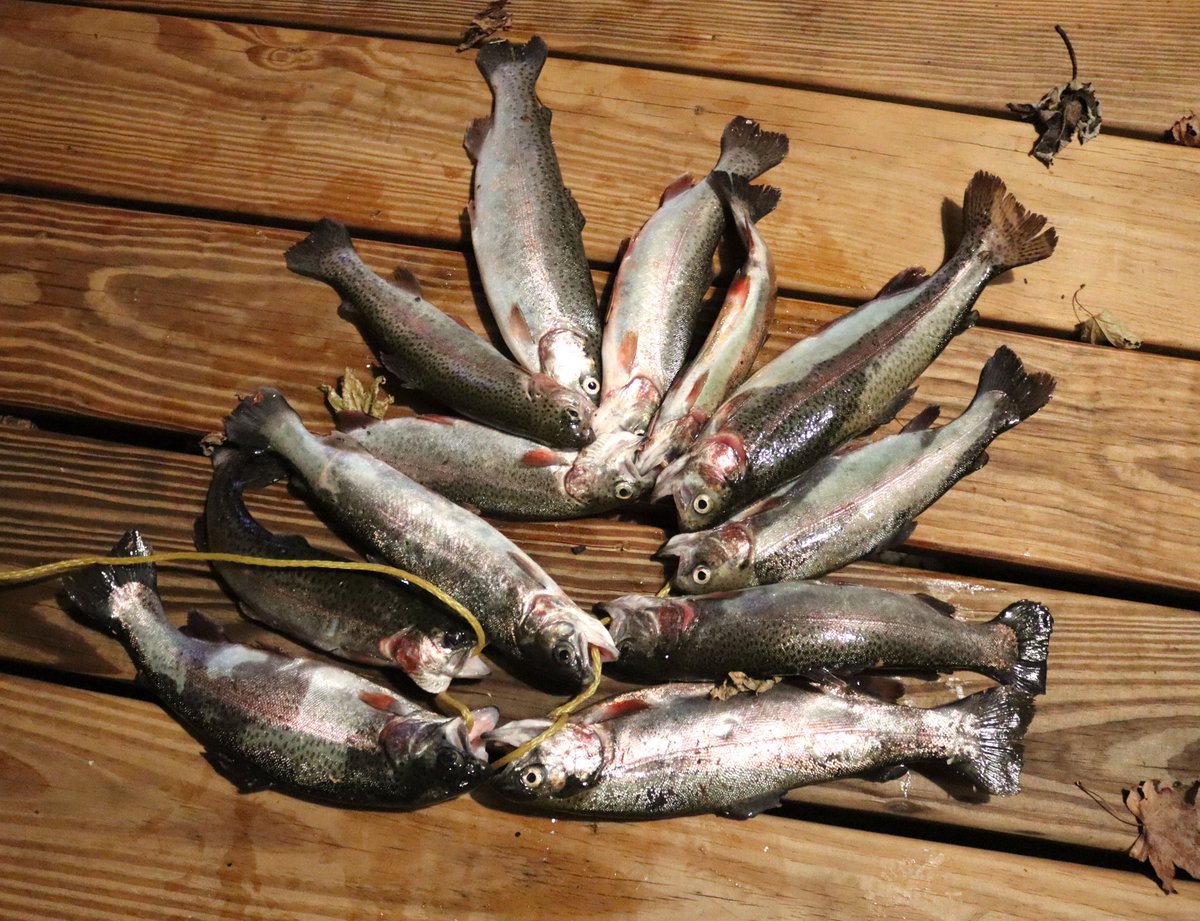 andrewmikels's tweet image. Had a great dinner tonight - trout and Mac and cheese.