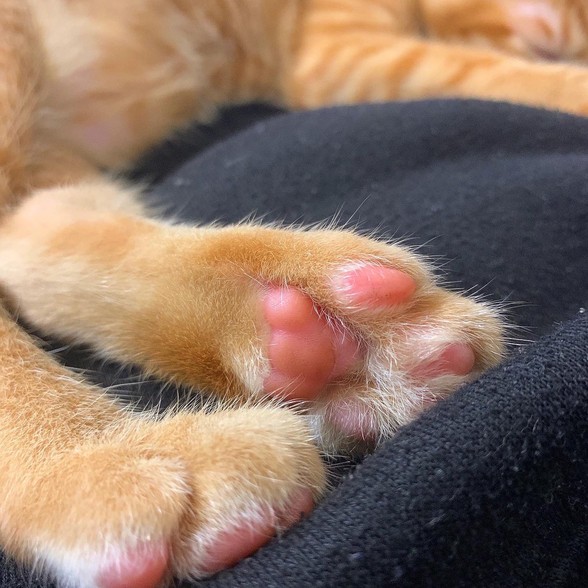 잠이 많네

#고양이 #길고양이 #로우쏭