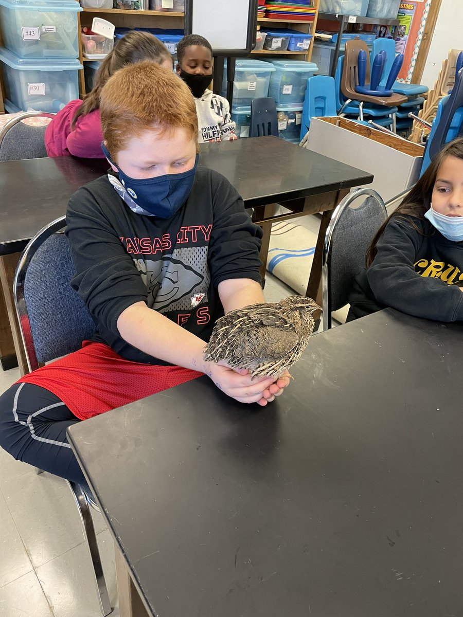 MrsBJones3rd's tweet photo. Our third graders loved the Quail Presentation! We got to crack eggs, eat eggs, and hold the quails. Such a fun experience! #youotttobehere #isdthird #thirdgrade https://t.co/0hLiVGBfdr