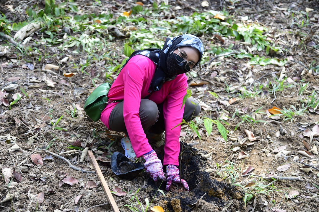 FRIMKepong's tweet photo. Perkumpulan Wanita @FRIMKepong (#PWFRIM) tanam pokok meranti tembaga di #StesenPenyelidikanFRIM Selandar (#SPFSelandar) #Melaka pd 7 Dis lalu bg menyokong @Kempen Penanaman @100jutapokok
https://t.co/UoaH9uviOG
#FRIMTanamPokok #PokokKitaKehidupanKita #100jutapokok https://t.co/jGzFXEPqre