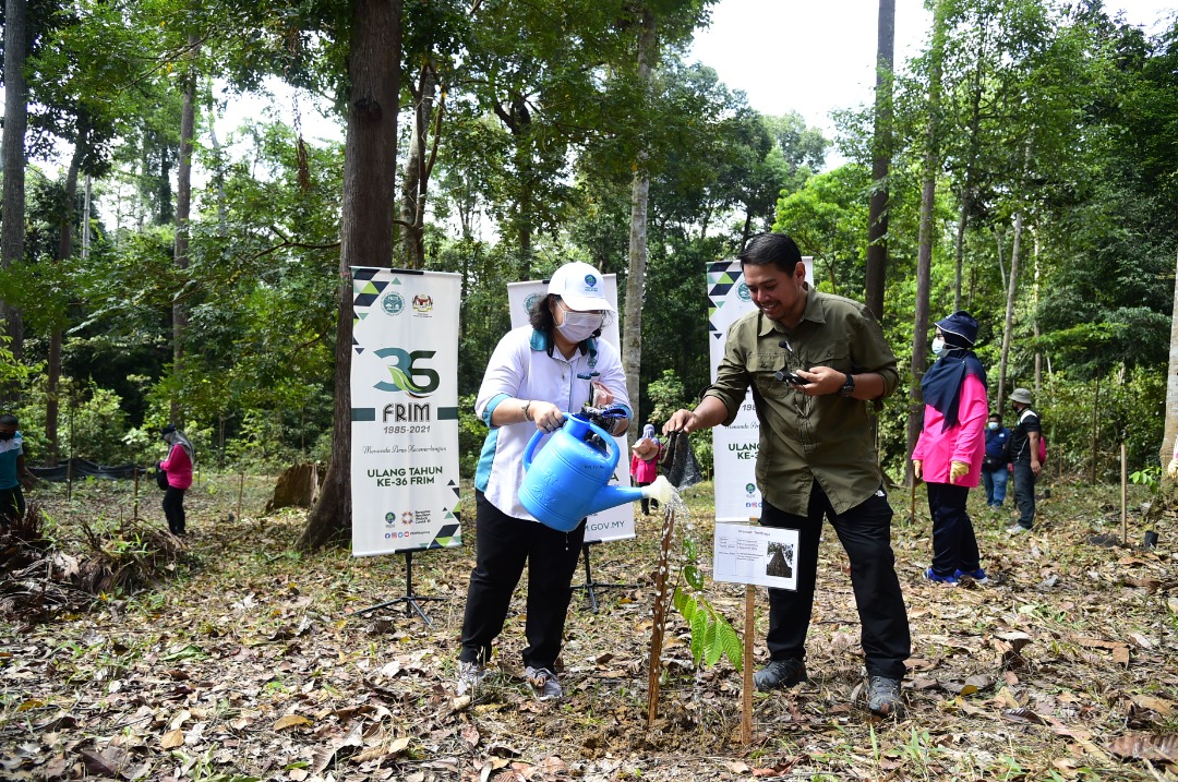 FRIMKepong's tweet photo. Perkumpulan Wanita @FRIMKepong (#PWFRIM) tanam pokok meranti tembaga di #StesenPenyelidikanFRIM Selandar (#SPFSelandar) #Melaka pd 7 Dis lalu bg menyokong @Kempen Penanaman @100jutapokok
https://t.co/UoaH9uviOG
#FRIMTanamPokok #PokokKitaKehidupanKita #100jutapokok https://t.co/jGzFXEPqre