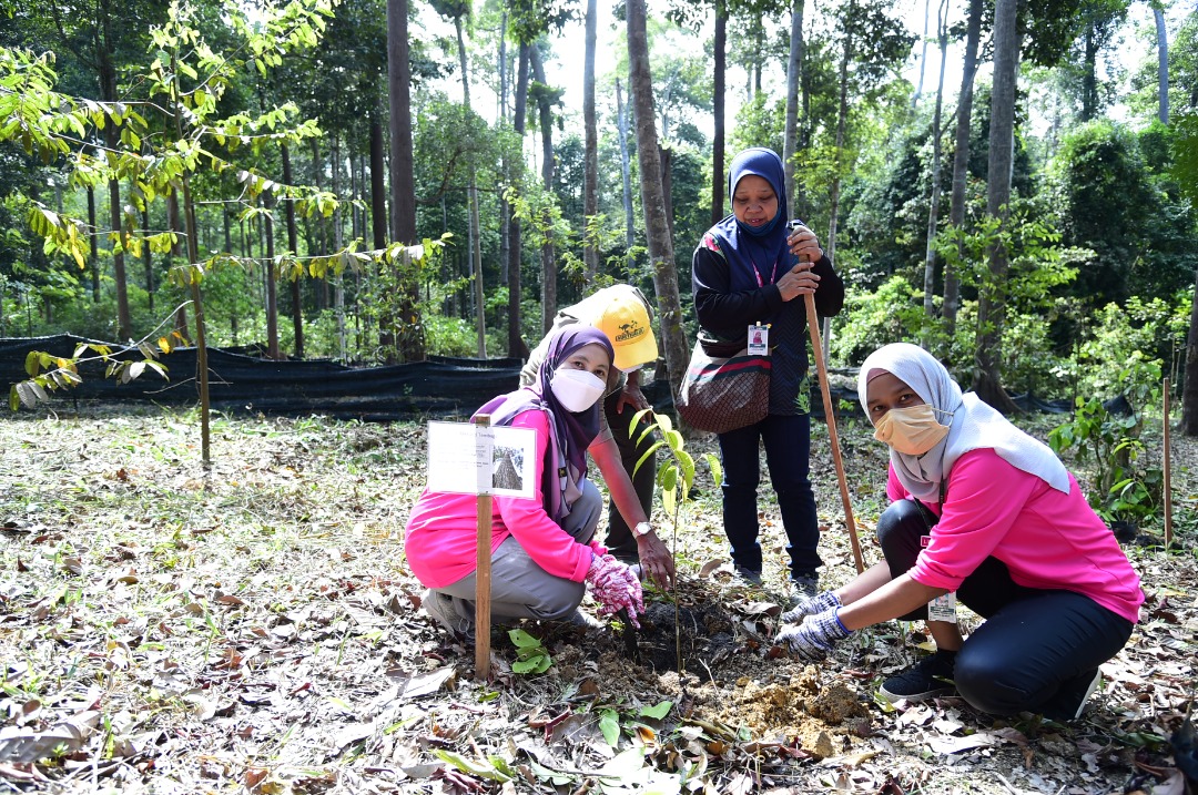 FRIMKepong's tweet photo. Perkumpulan Wanita @FRIMKepong (#PWFRIM) tanam pokok meranti tembaga di #StesenPenyelidikanFRIM Selandar (#SPFSelandar) #Melaka pd 7 Dis lalu bg menyokong @Kempen Penanaman @100jutapokok
https://t.co/UoaH9uviOG
#FRIMTanamPokok #PokokKitaKehidupanKita #100jutapokok https://t.co/jGzFXEPqre