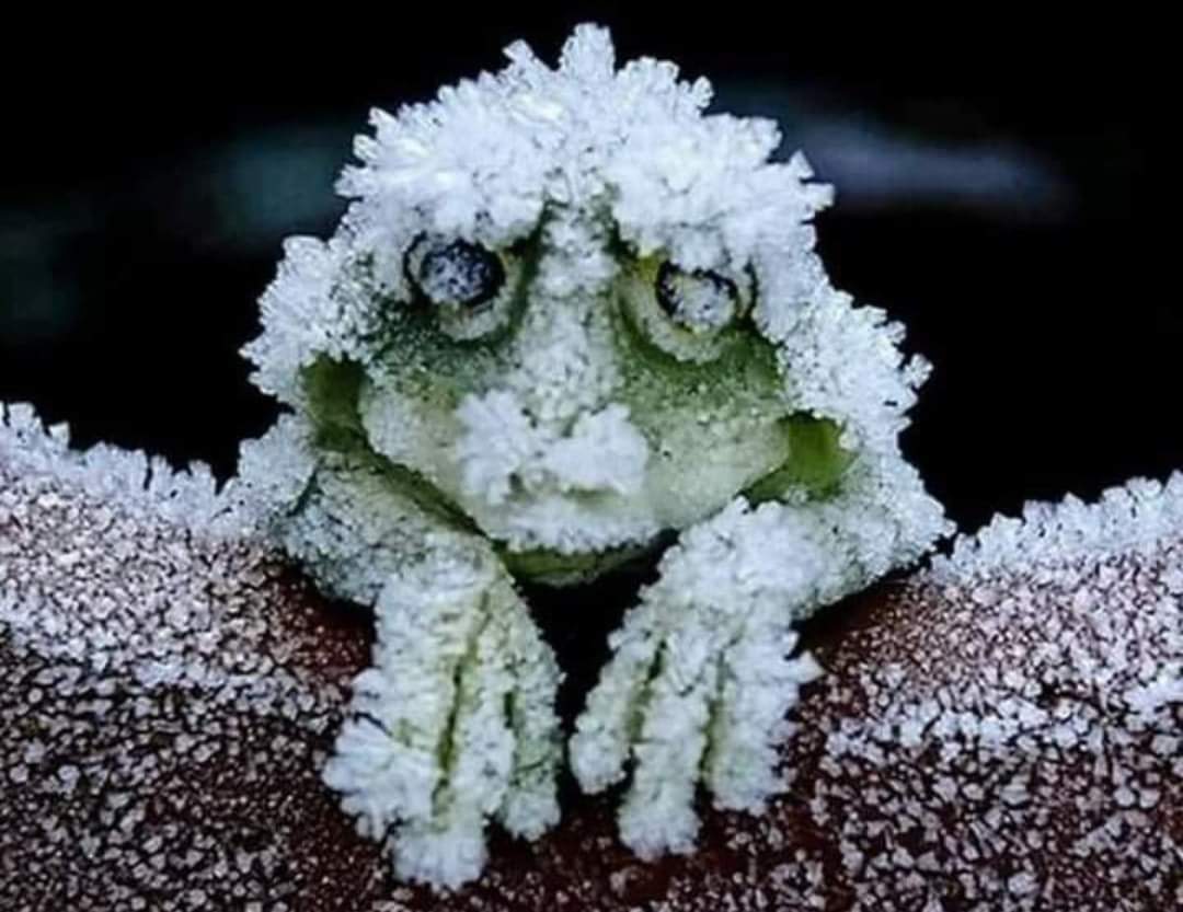 angie_karan's tweet image. In Alaska, wood frogs freeze for seven months a year. Their hearts stop beating, their blood no longer flows and their glucose levels sky rocket. When finally the weather gets warmer, they thaw and hop away.
#naturebeauty ❄🐸💧