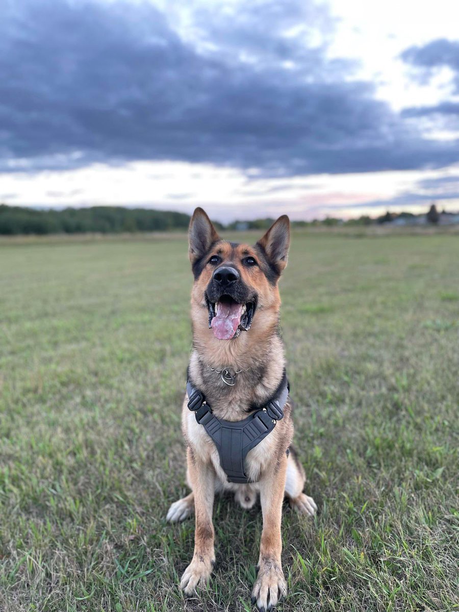 PAPSK9's tweet photo. Selling calendars and catching suspects was on today’s agenda for these two. #PSDKal assisted with a hit and run investigation by tracking to the suspect. #PSDAres put a halt to a break and enter in progress. The suspect met with #PSDAres upon exiting and made the right call. https://t.co/NbgECV3I0I