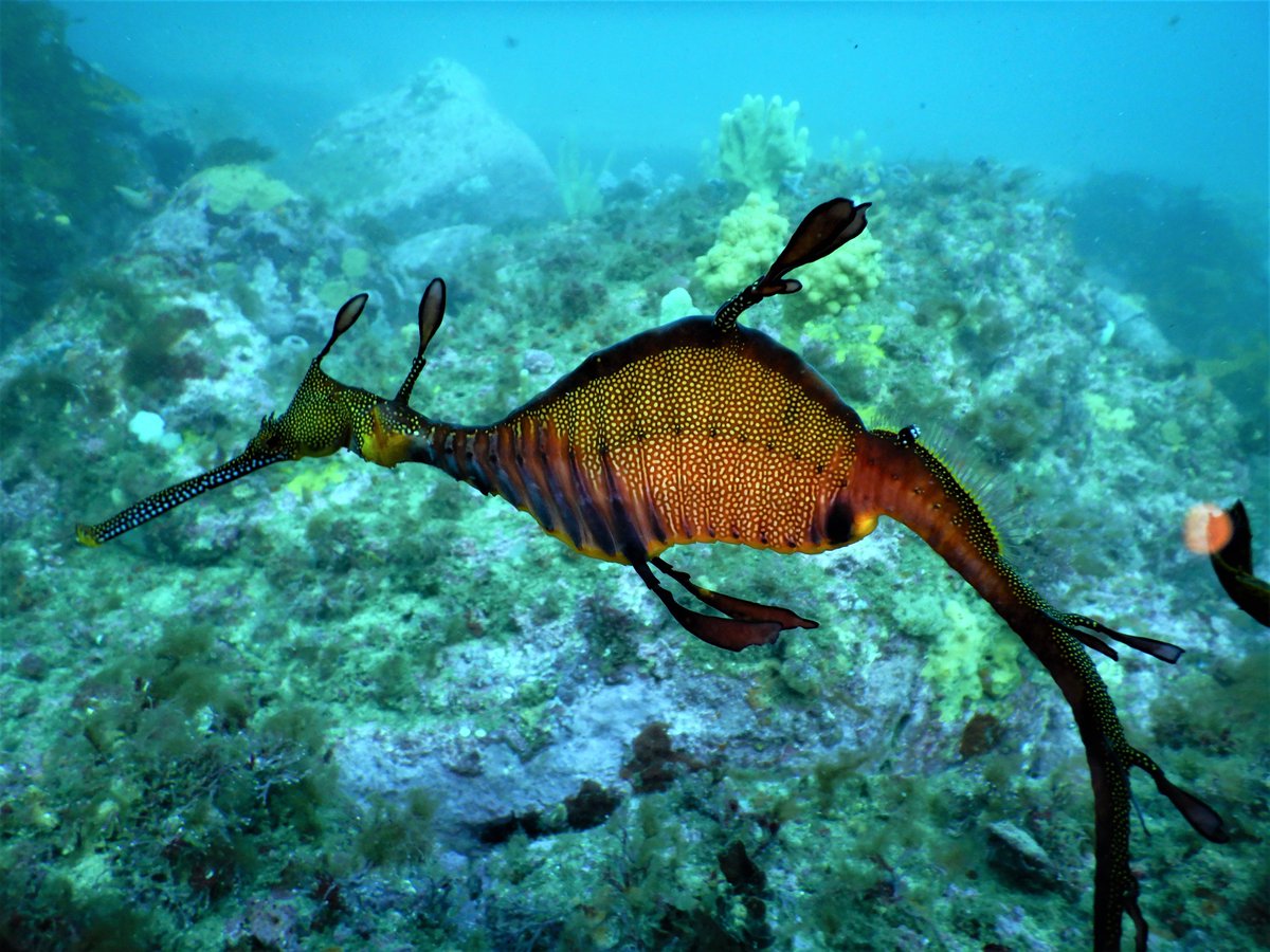 SamAllan31's tweet photo. Happy to get this one in before Christmas! 
Thanks to my supervisors, the seadragons, and everyone else who helped me along the way! @FishEcology_UTS @Dave_J_Booth @reefevolution https://t.co/NZuDaNXNS9