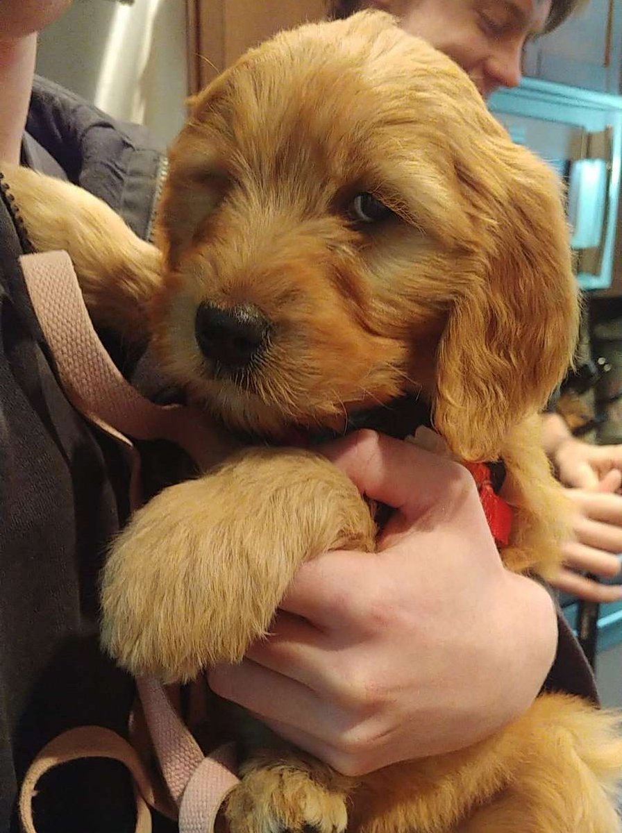 dannyseemore's tweet photo. One year ago today I made the best decision I've ever made. Happy gotcha day, Rosie Doodle! This dog has given me the best year of my life. I can't wait to see what kinds of shenanigans we get into next year! 
#gotchaday https://t.co/uTaVsUQxH9