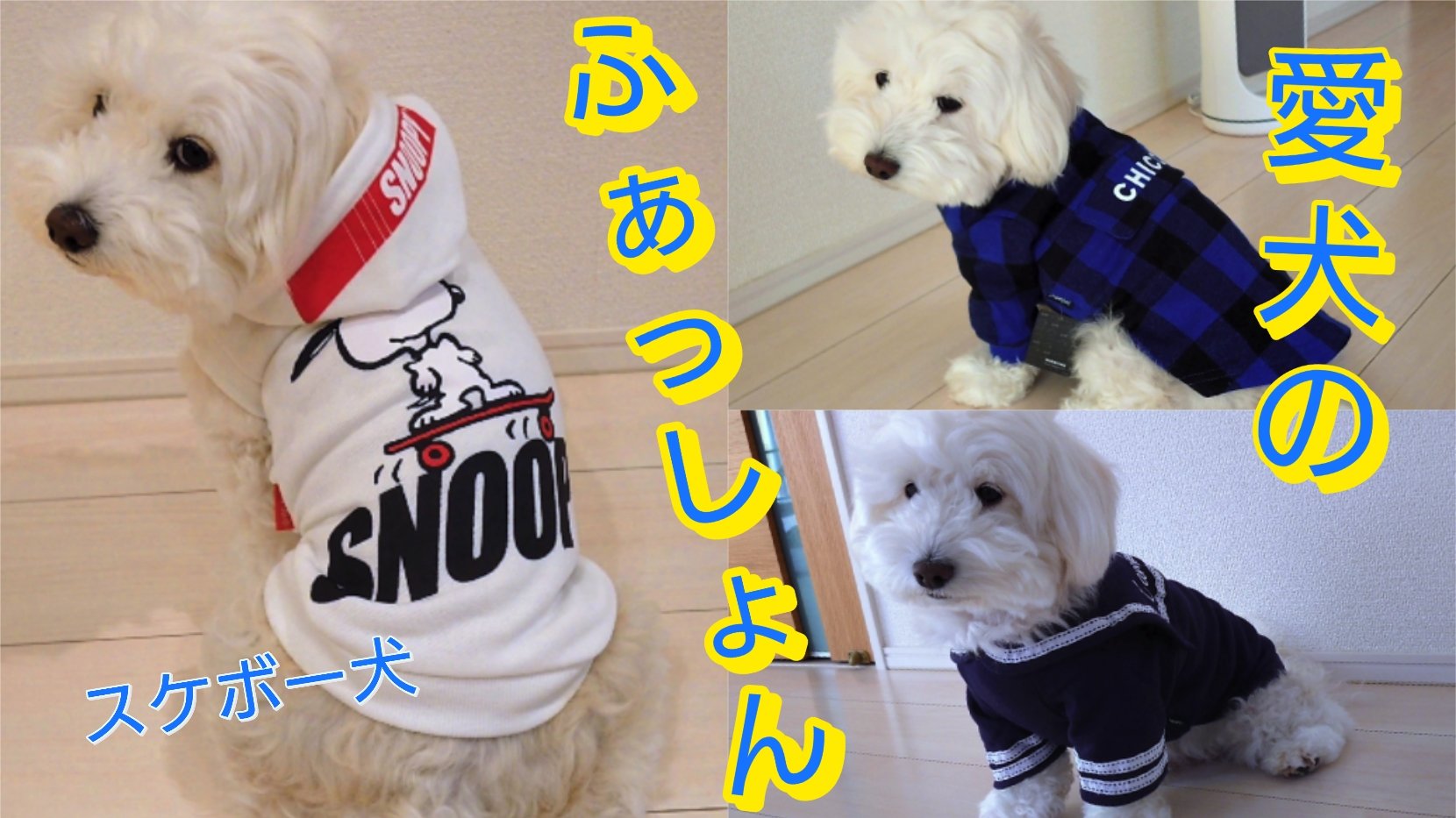 スケボー犬 Twitter Search Twitter