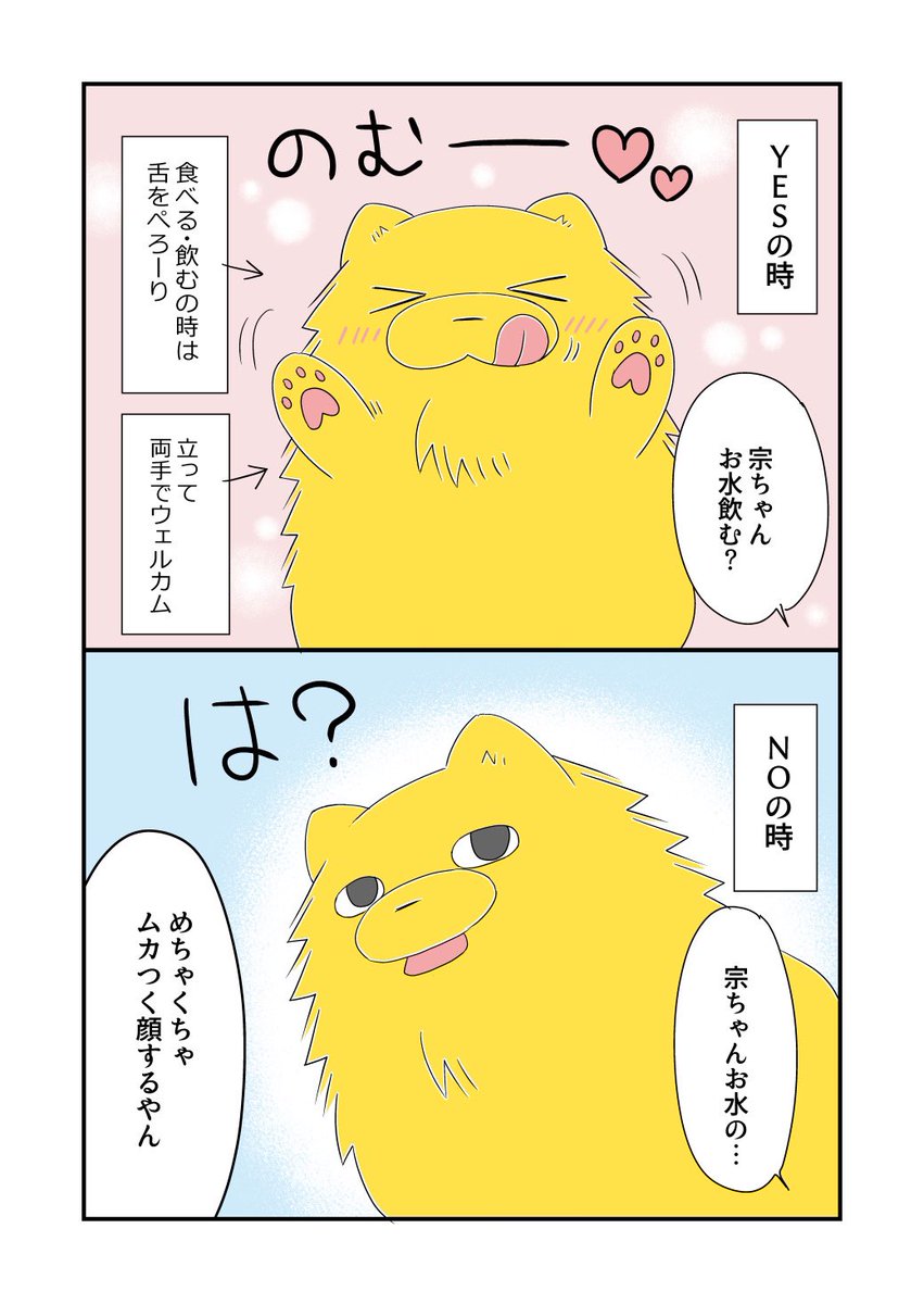 うちの犬、 YESとNOが物凄くわかりやすくて笑う。#宗次郎Jr 