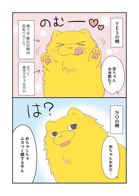 うちの犬、 YESとNOが物凄くわかりやすくて笑う。#宗次郎Jr 