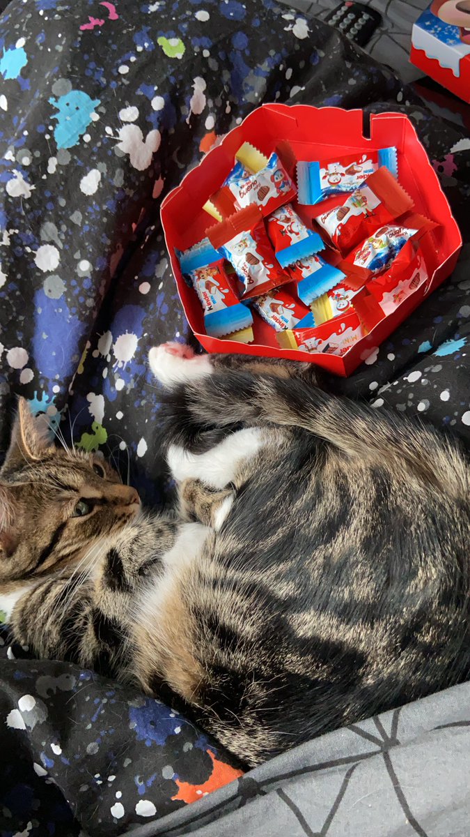 iamAlenaK's tweet photo. Спокойствие и умиротворение 💫🐱🍬🎄 https://t.co/nhUXo1zjor