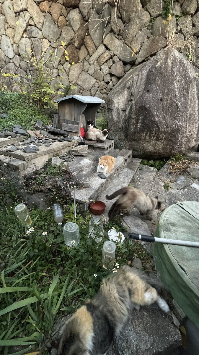 atelierckm's tweet photo. @animalonomichi1 そうなのですよ。。
20匹以上になってるかもです。。 https://t.co/Fm1kRHA6Oi