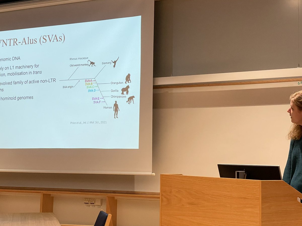 JakobssonLab's tweet image. Last labmeeting of the year. @Patricia_Grds discussing the role of SVAs in primate brain evolution. #transposons