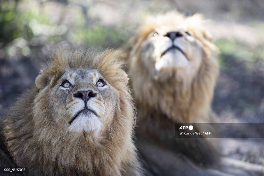 AFP Photo tweet media