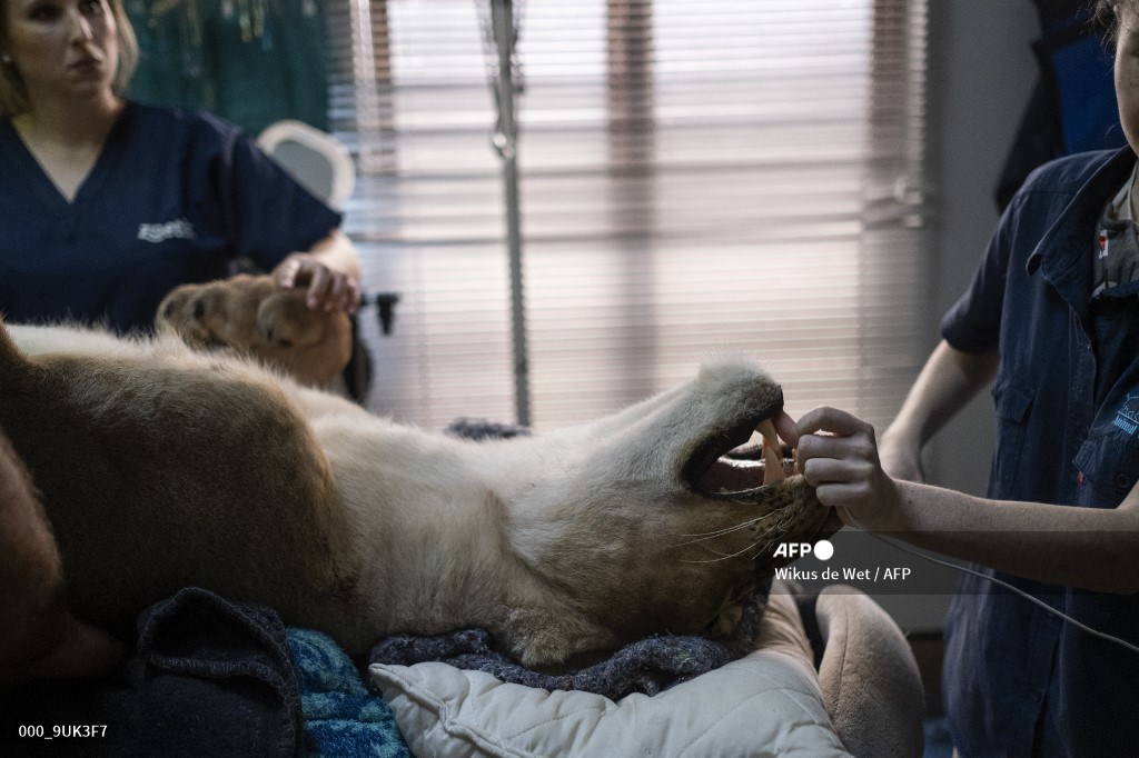 AFP Photo tweet media