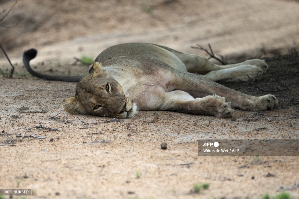 South Africa snips lions to manage species in small reserves. #AFP
 📸 <a href="/dewetwikus/">Wikus de Wet</a>
