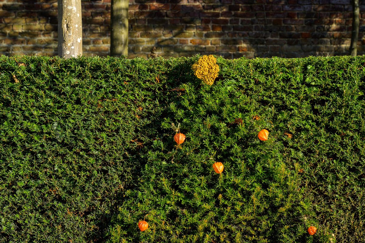 New festive hedges on a topiary cone theme… #nationaltrustgardens #NationalTrust Pics Chris Davies 🙏