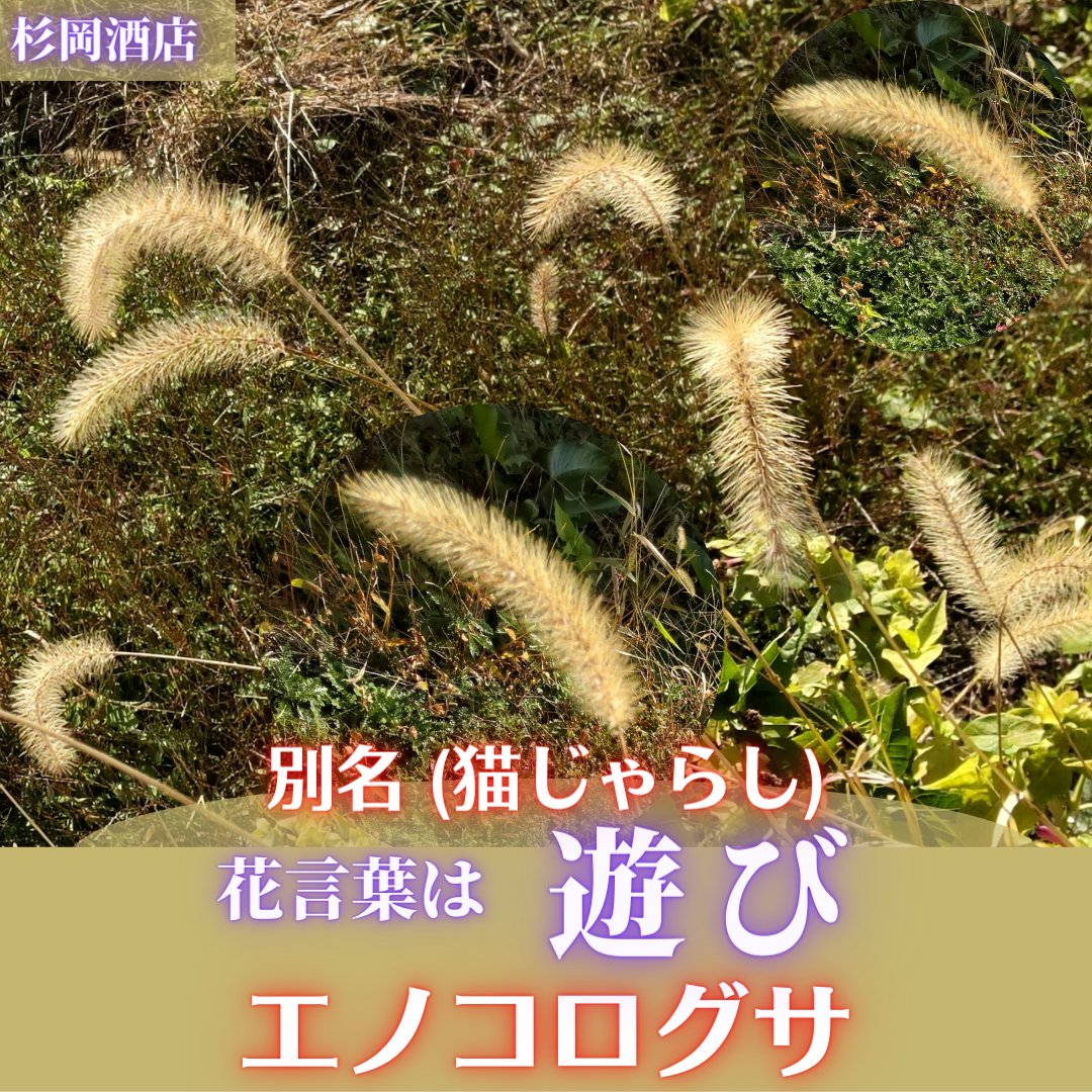 犬っころ草 Twitter Search Twitter