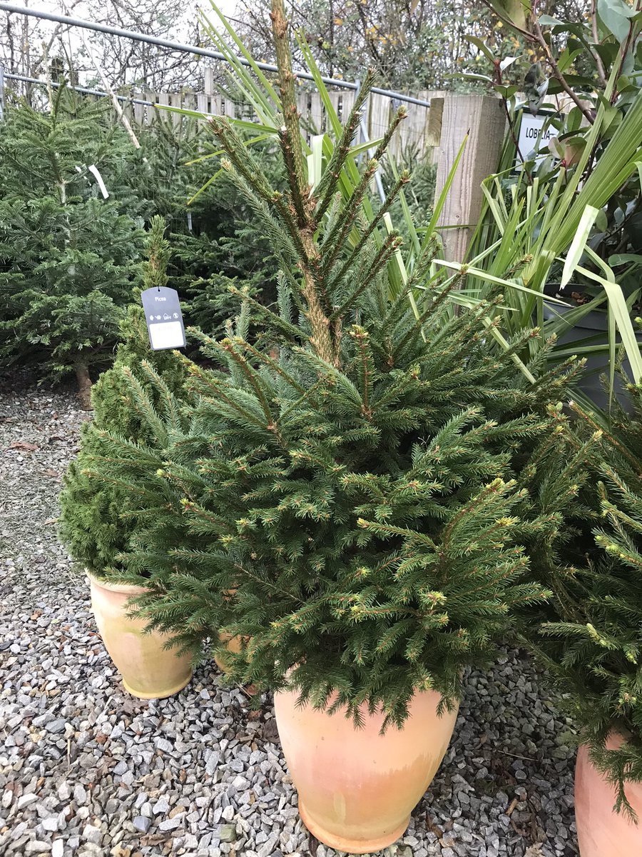 We have a good range of #ChristmasTree #barnstaple available open 10 to 4 every day