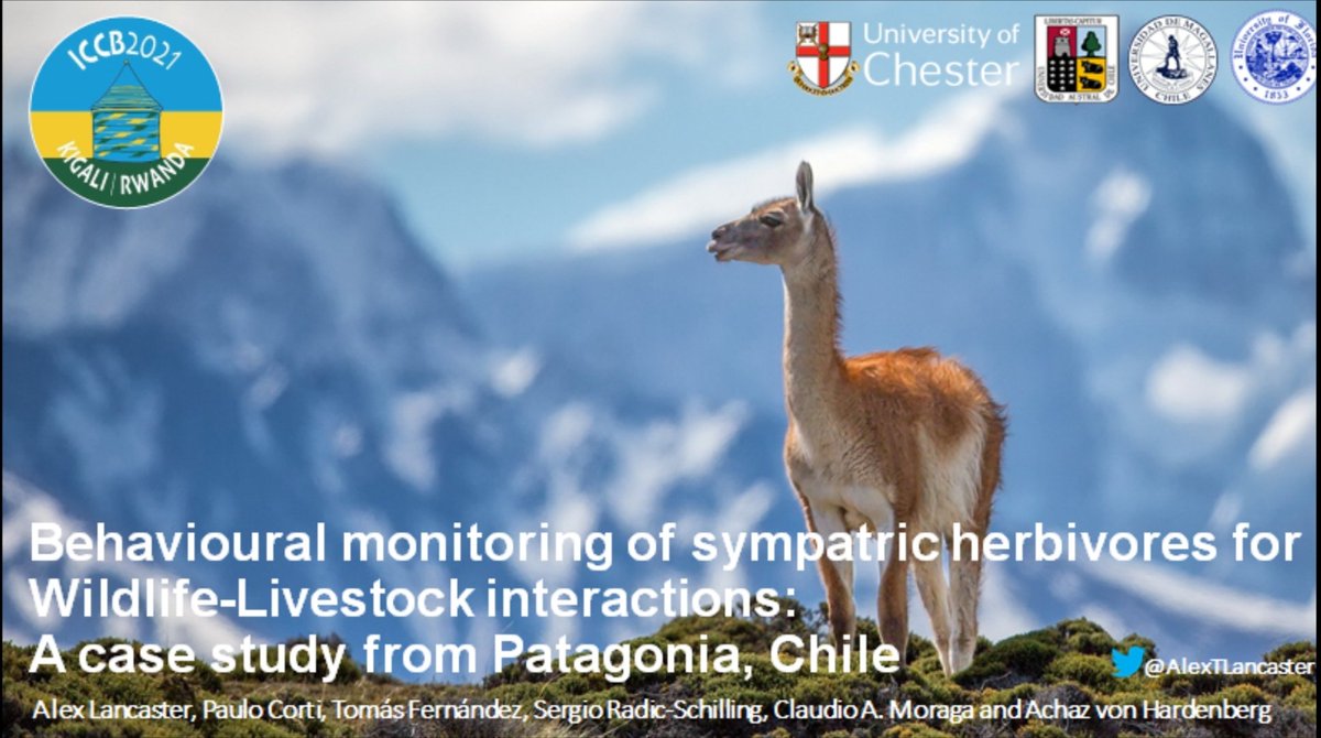 AlexTLancaster's tweet photo. Proud to be presenting at today's #ICCB2021 in GS9: Conservation and Livestock. Come along for all things guanaco-sheep competition. Some great talks so far! Should be an interesting session. https://t.co/x1EA2EEGK0