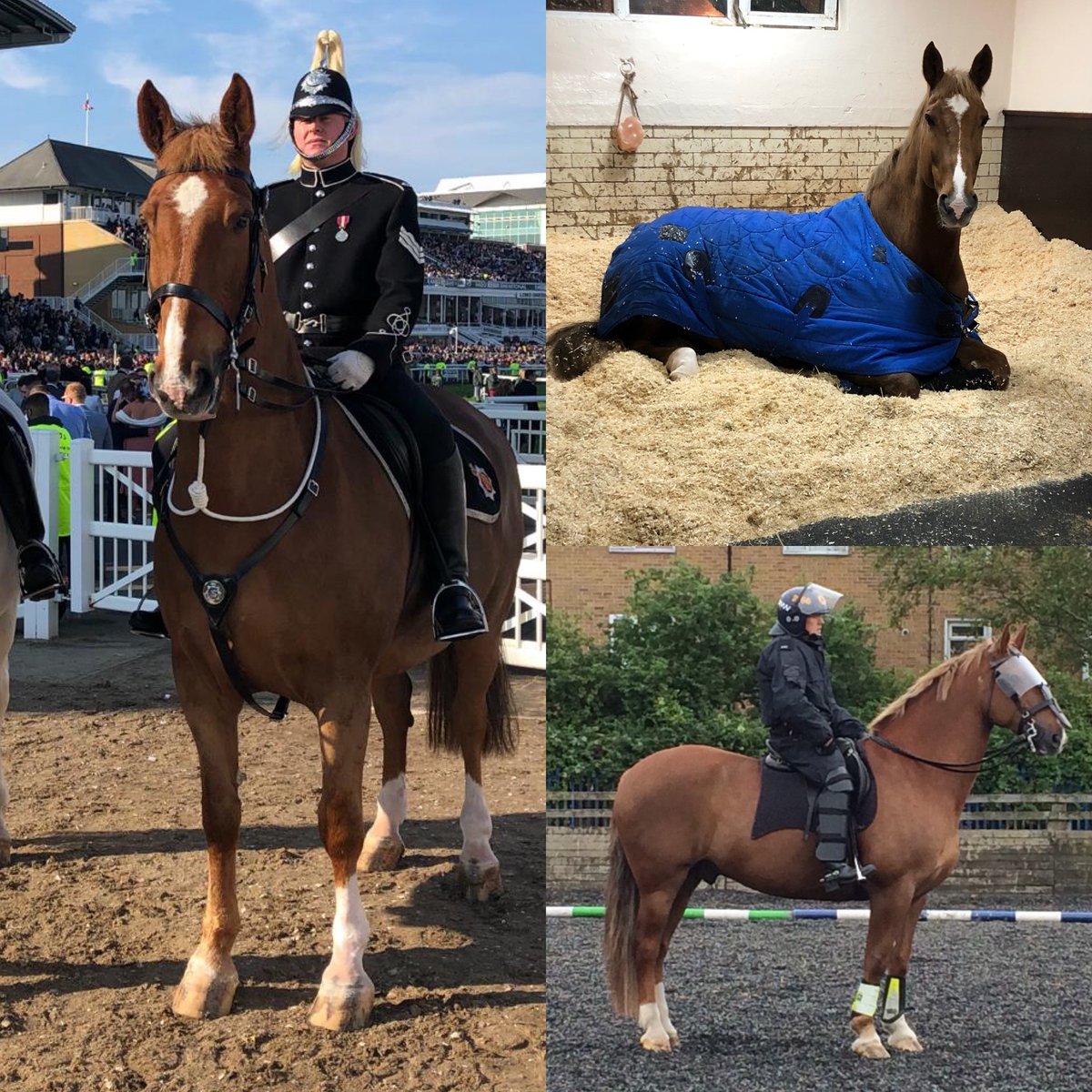 MerPolMounted's tweet photo. Thank you so much for all the lovely messages that we received yesterday regarding our sad news about Boris. They really mean a lot to us. #StandTall #PHBoris https://t.co/6hLGPs2tts