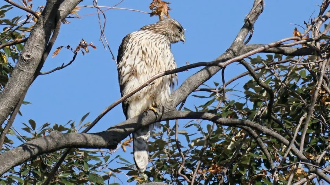 山じい Syojiya115 Twitter