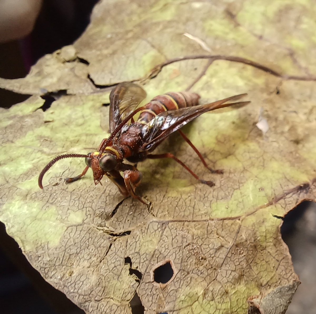 EleSlade's tweet image. Amazing #mantidfly (Mantispidae) which is actually in the Order Neuroptera! Fantastic spot by our @NTU_ASE ecology students on their field course at Pulau Ubin today  #insectoftheday #entomology #unusualinsects