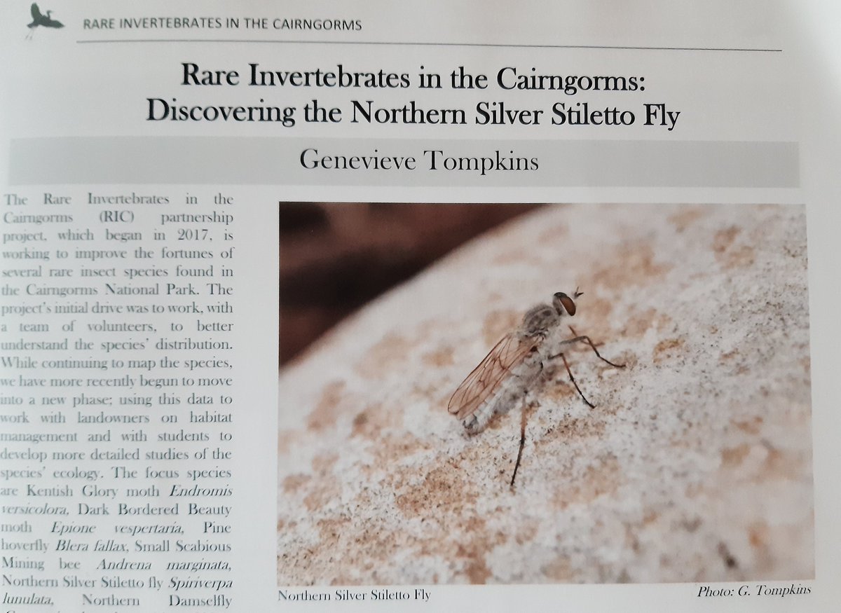 RareInverts6's tweet photo. Great to see the marvellous northern silver stiletto fly getting some much deserved attention in the recent @britnats members magazine.

Since 2017, RIC staff &amp; #volunteers have found a whopping 19 new 1km2 sites for the species in the Cairngorms National park 🙌 https://t.co/eL5yvX3XLo