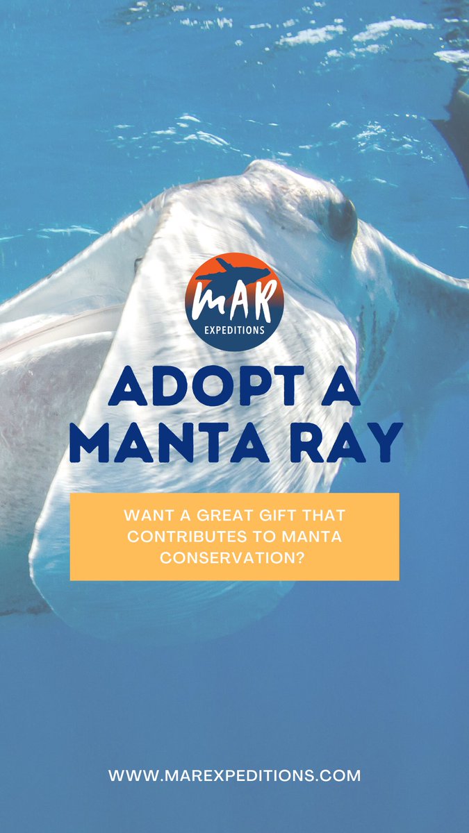 MarExpeditions's tweet photo. Just 10 more days until Christmas 🎄! If you are looking for a meaningful gift that supports ocean conservation, why not adopt a manta ray? ☺️ https://t.co/Rg8Bx9giKB