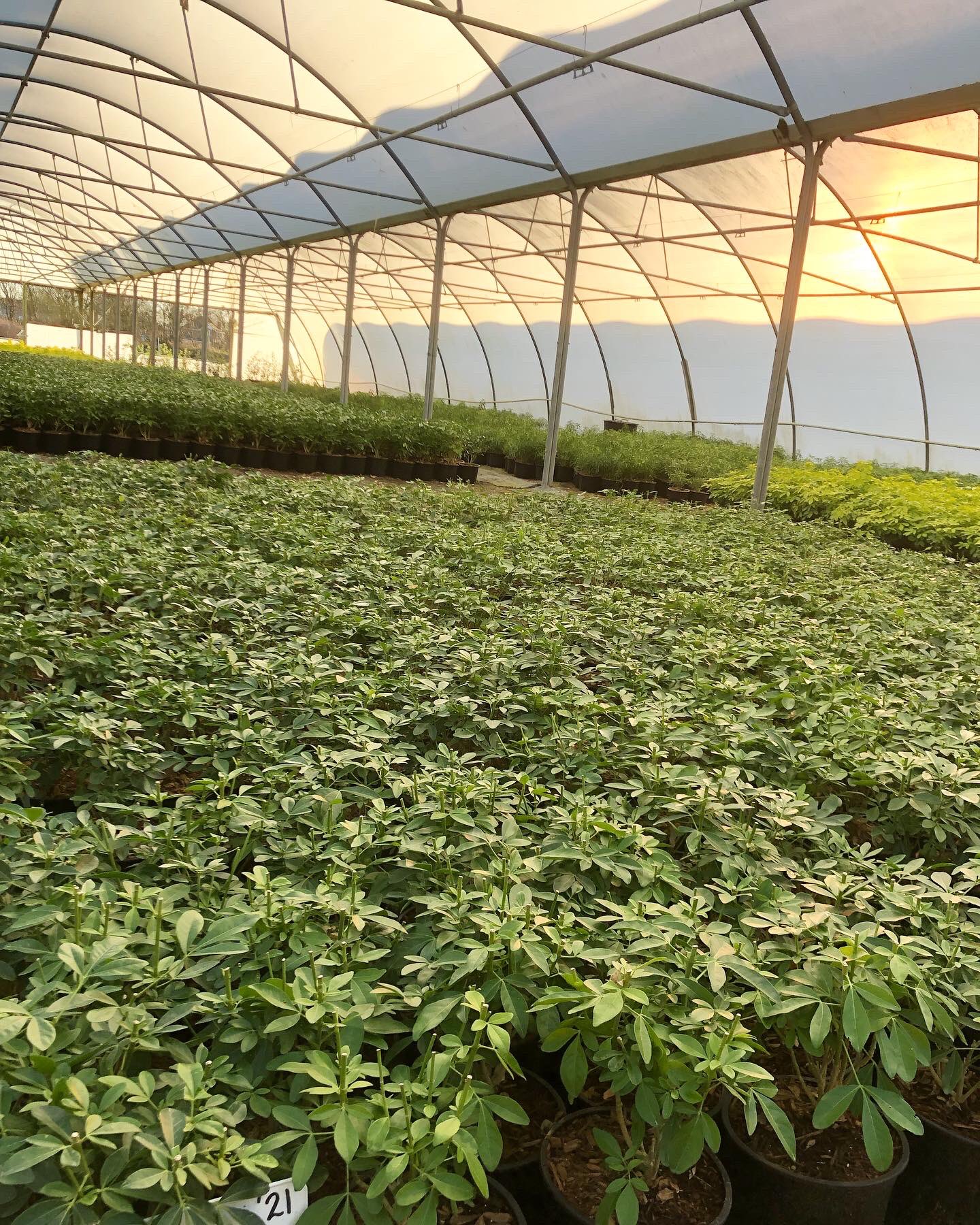 Crowders Nurseries (CrowdersNursery) / Twitter