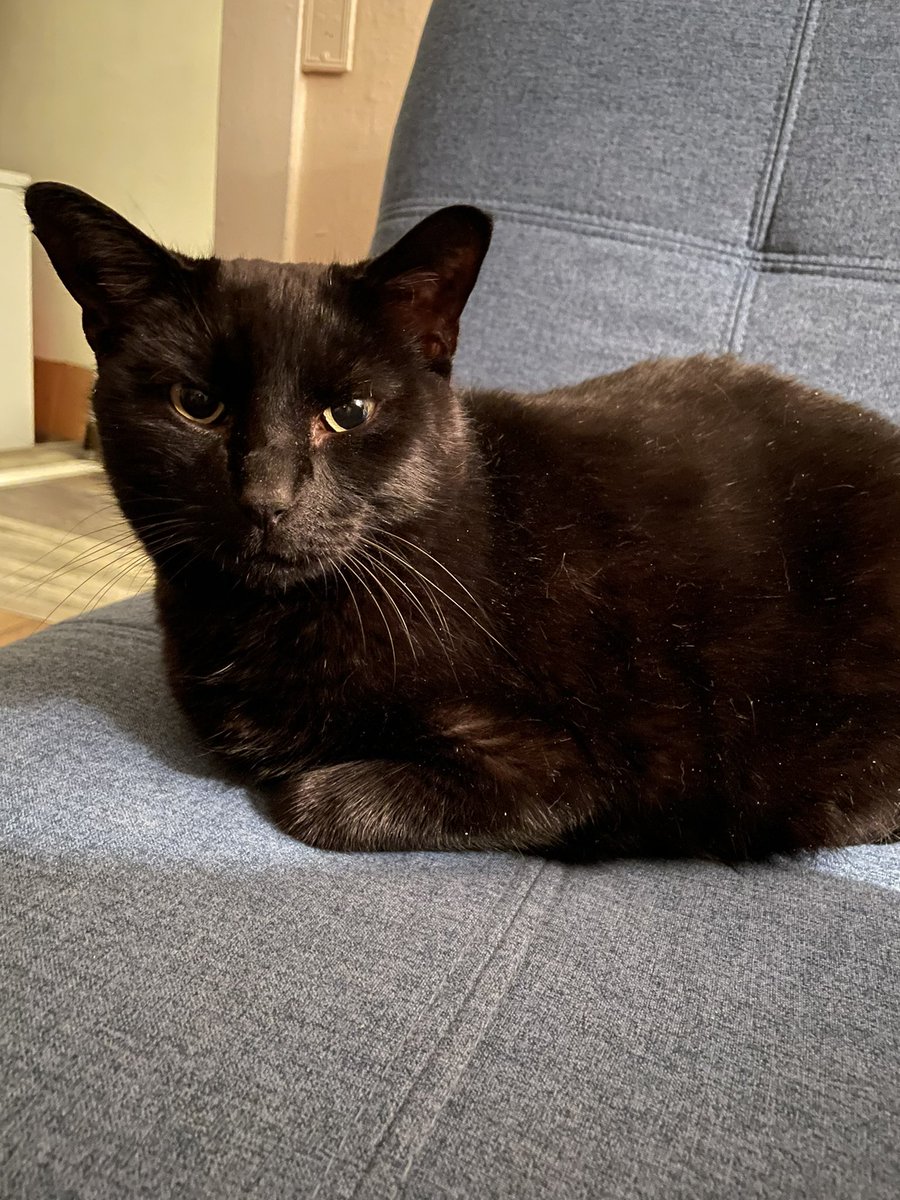 i think it’s hilarious that this little creature lives in my house and is my friend