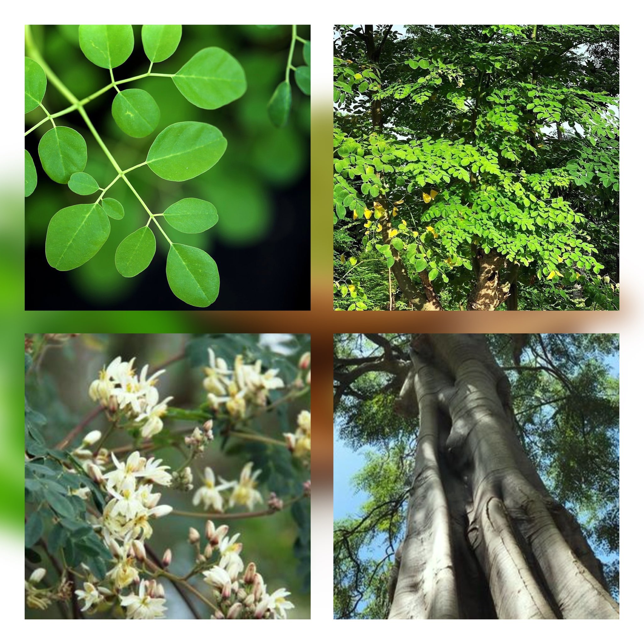 食用植物 Twitter Search Twitter