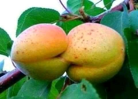 Apparently every best friends

Ladies is it true?

#Dlozlami Heavy K #CyrilRamaphosa Slik Talk